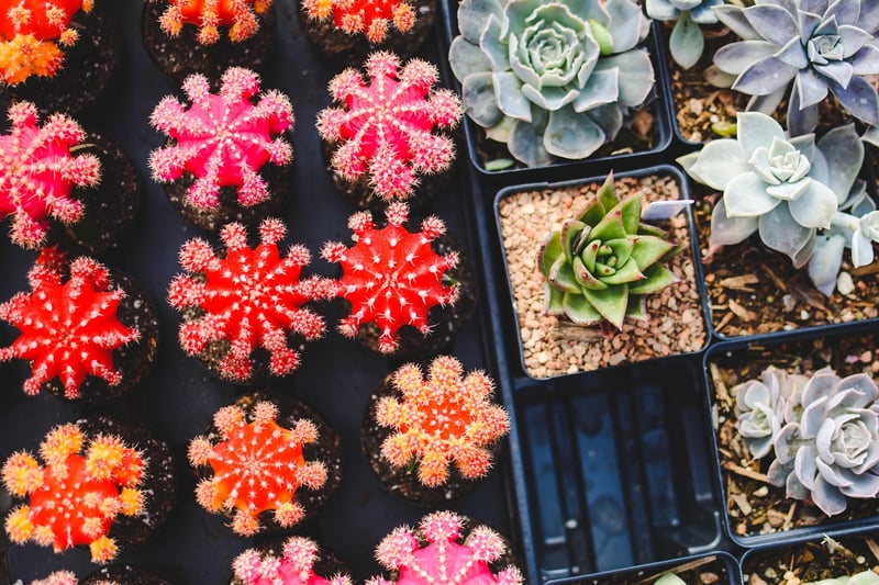 Succulent Frame